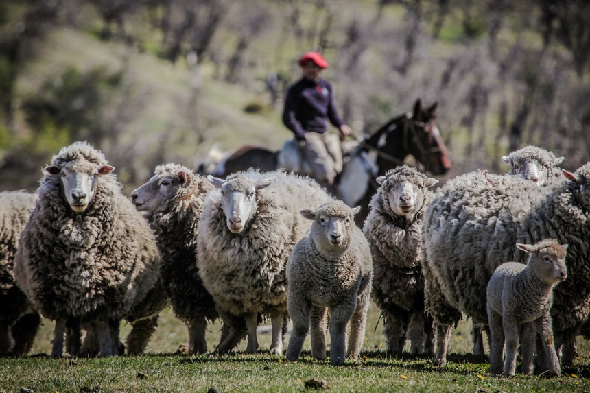 Fotografía 10 de Cabalgatas y asados al palo en Torres del Paine en Torres Del Paine, Magallanes