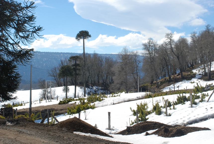 Fotografía 5 de Arriendo de Cabañas en Lonquimay, Araucania