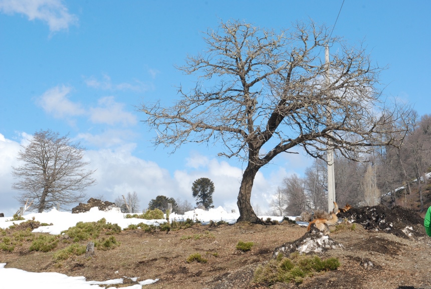 Fotografía 6 de Arriendo de Cabañas en Lonquimay, Araucania