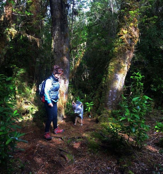 Fotografía 2 de Parque Tantauco en Quellon, Los Lagos