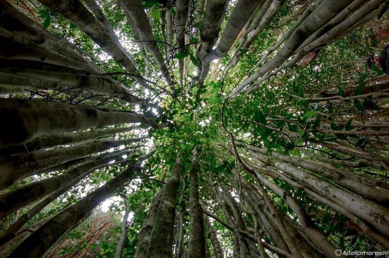 Fotografía 7 de Parque Tantauco en Quellon, Los Lagos