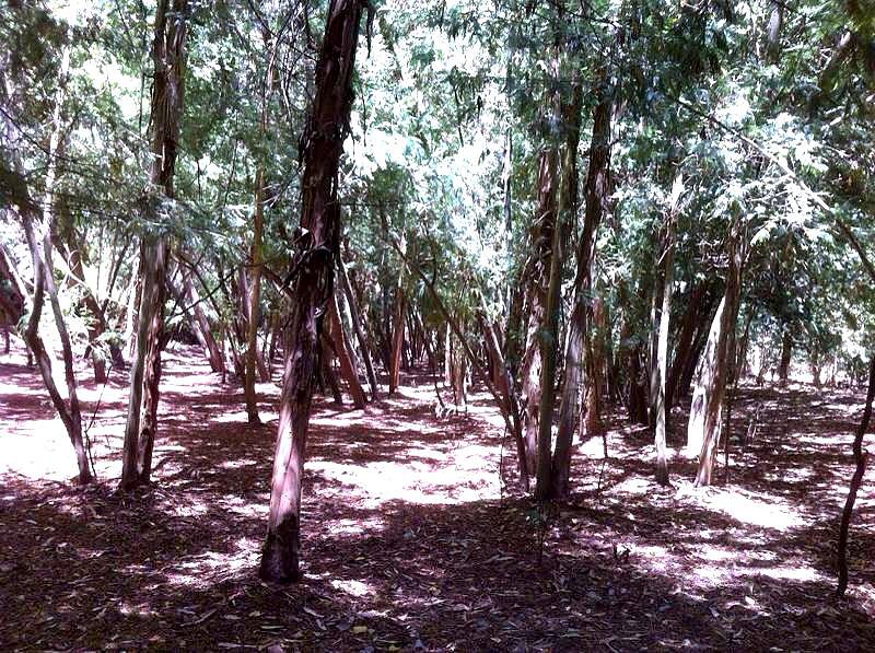 Fotografía 4 de Centro Silvestre el Sauce Camping en San Rafael, Maule