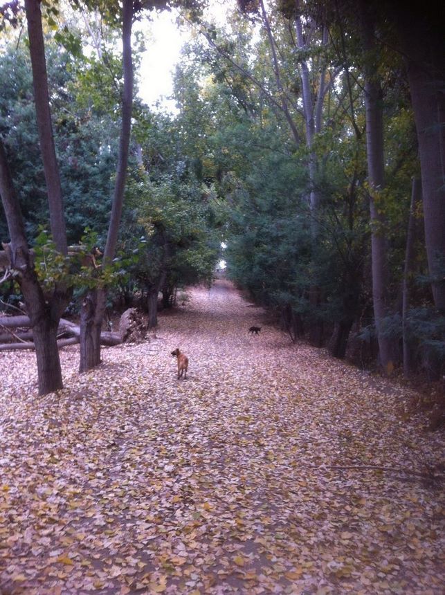 Fotografía 7 de Centro Silvestre el Sauce Camping en San Rafael, Maule