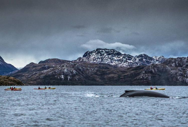 Fotografía 8 de Kayak Agua Fresca en Punta Arenas, Magallanes