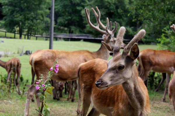 Fotografía 6 de Huilo Huilo en Villarrica, Araucania