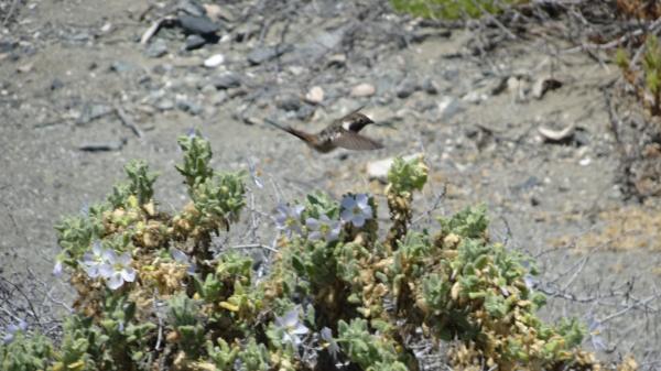 Fotografía 6 de Tour quebrada El Mídano (pictogramas) y reserva Paposo (Birdwatching) en Antofagasta, Antofagasta