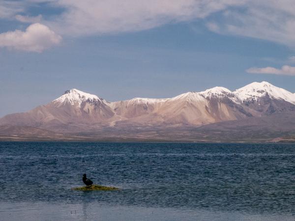 Fotografía 3 de Tour en el Parque Nacional Lauca dos días. en Arica, Arica Y Parinacota