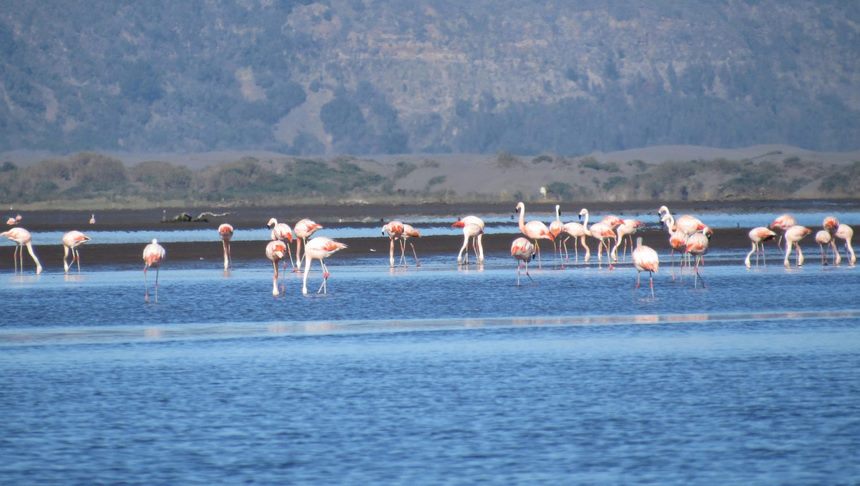 Fotografía 6 de Camping en Playas de Iloca Curicó, Talca, Región del Maule en Licanten, Maule