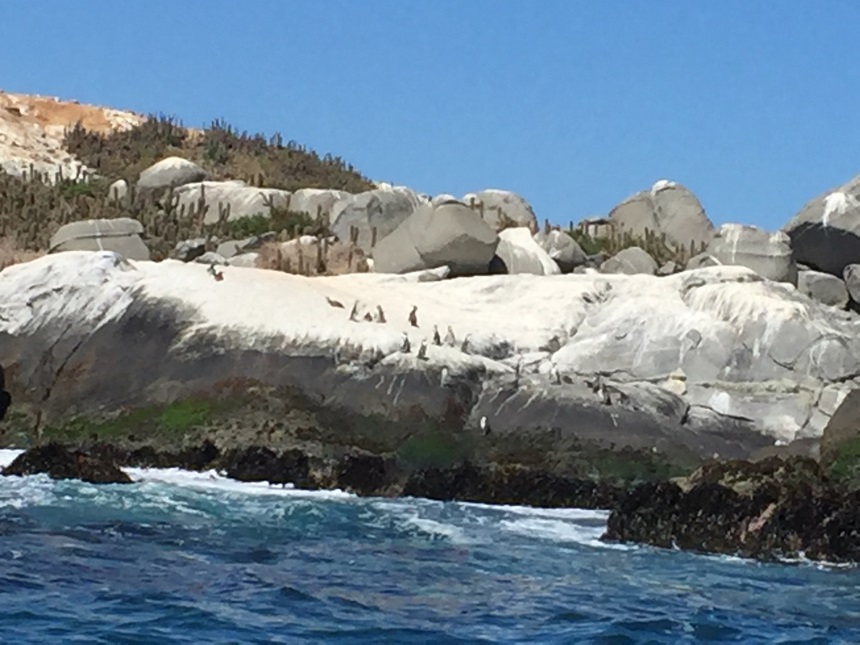 Fotografía 3 de PASEO ISLA PINGUINOS EN CACHAGUA DESDE ZAPALLAR en Zapallar, Valparaiso