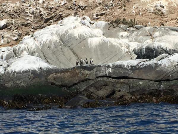 Fotografía 4 de PASEO ISLA PINGUINOS EN CACHAGUA DESDE ZAPALLAR en Zapallar, Valparaiso