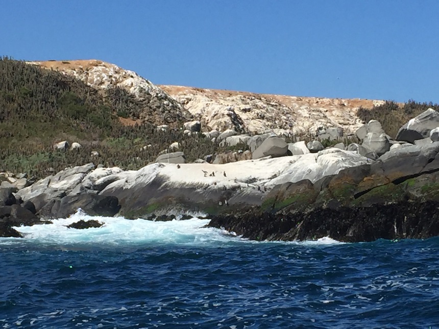 Fotografía 5 de PASEO ISLA PINGUINOS EN CACHAGUA DESDE ZAPALLAR en Zapallar, Valparaiso