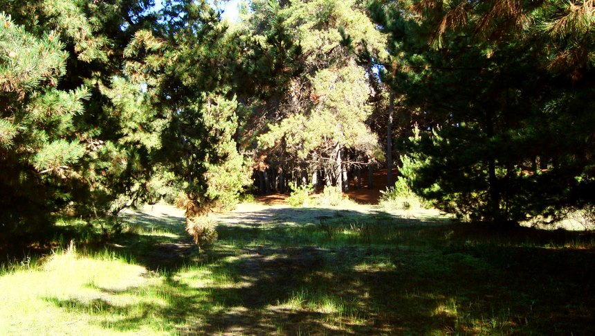 Fotografía 9 de Cabalgatas Guiadas por campo, bosque, playa y dunas en Concon, Valparaiso
