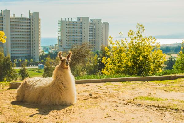 Fotografía 12 de Pao Pao Lodge Algarrobo en Algarrobo, Valparaiso