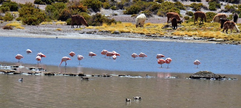 Fotografía 3 de Tour Operador en San Pedro de Atacama en San Pedro De Atacama, Antofagasta