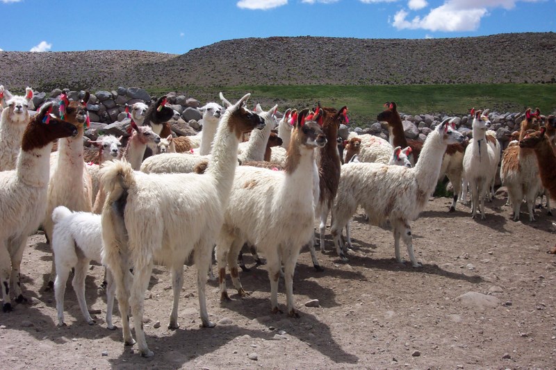 Fotografía 5 de Excursiones en el Norte Grande en Arica, Arica Y Parinacota