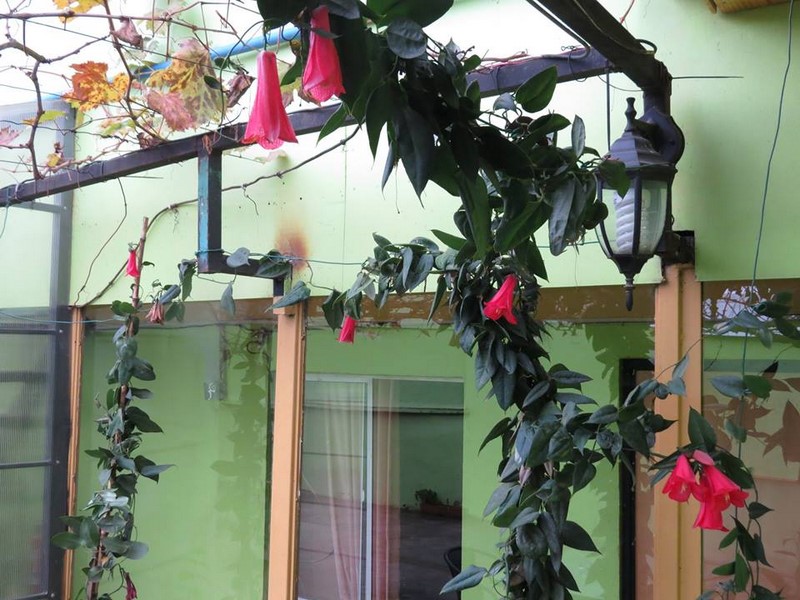 Fotografía 12 de Hostal Nativos en Molina en Molina, Maule