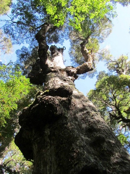 Fotografía 16 de Trekking Reserva Nacional Los Bellotos en Linares, Maule