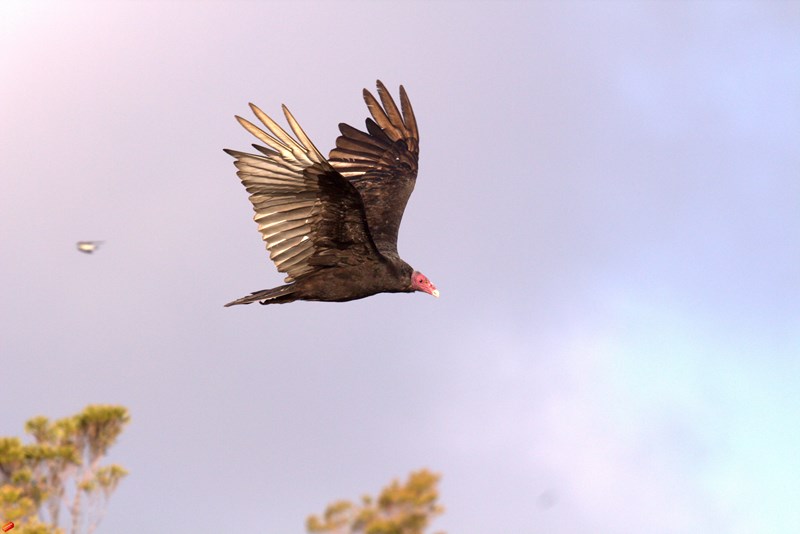 Fotografía 6 de Reserva Tablaruca en Quellon, Los Lagos