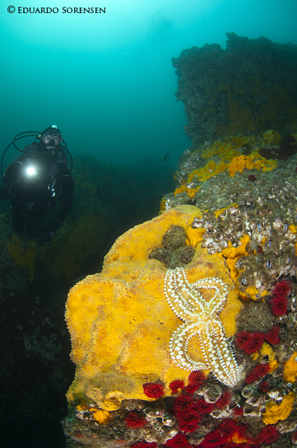 Fotografía 3 de Centro de Buceo en Coquimbo en Coquimbo, Coquimbo