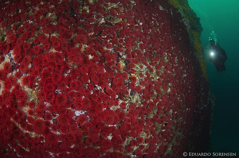 Fotografía 5 de Centro de Buceo en Coquimbo en Coquimbo, Coquimbo