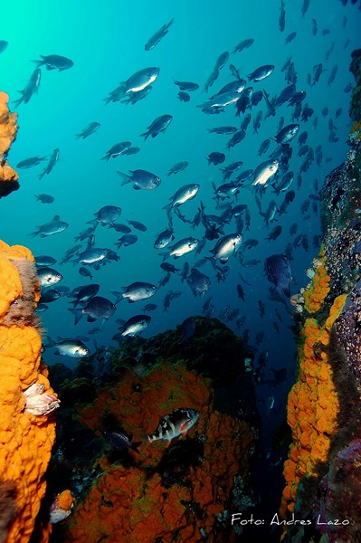 Fotografía 6 de Centro de Buceo en Coquimbo en Coquimbo, Coquimbo