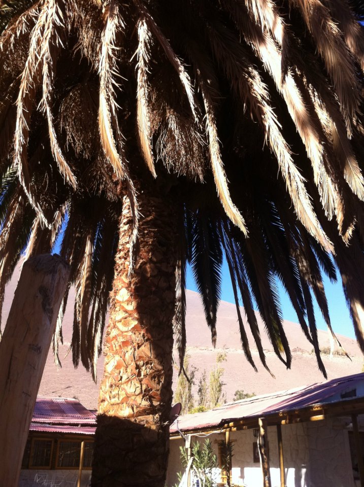 Fotografía 3 de En el desierto de Atacama nunca podras olvidar en Alto Del Carmen, Atacama