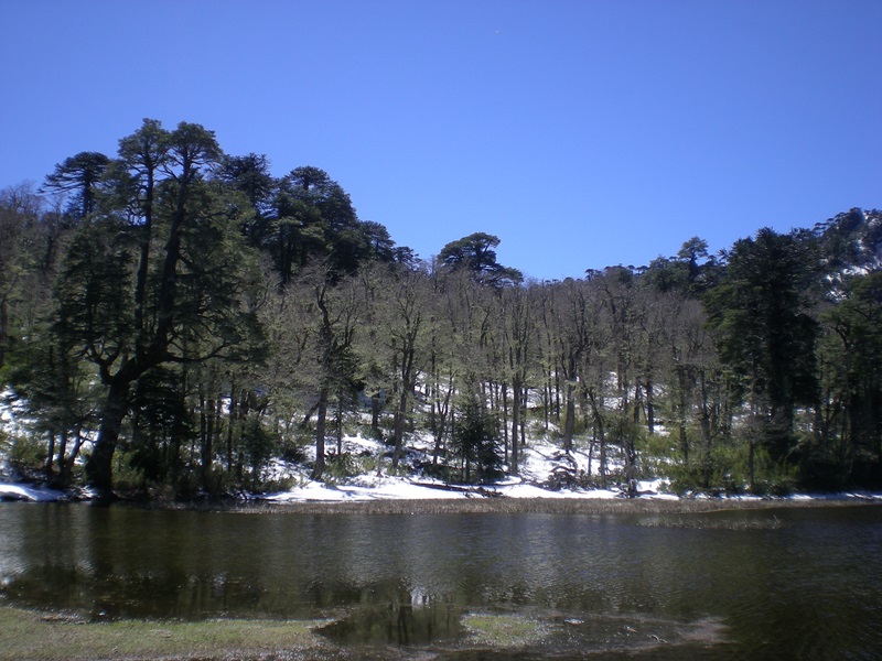 Fotografía 2 de Hiking Santuario El Cañi & Termas Huife  en Pucon, Araucania