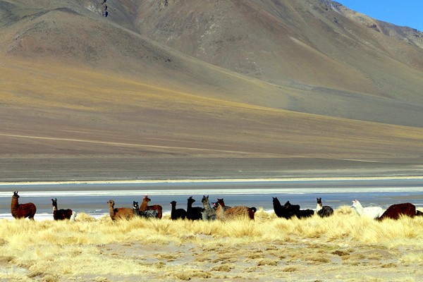 Fotografía 17 de Tours y Subidas a Volcanes en San Pedro de Atacama en San Pedro De Atacama, Antofagasta