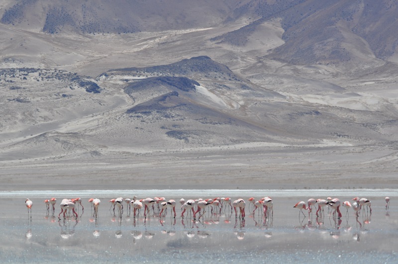 Fotografía 9 de Avitours Tour Operador del Norte Grande de Chile en Iquique, Tarapaca
