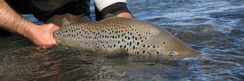 Fotografía 6 de Ríos Patagónicos es una empresa especializada en operaciones de pesca de gran  en Coyhaique, Aysen