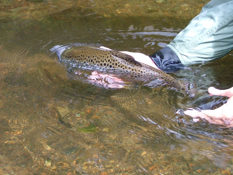 Fotografía 9 de Ríos Patagónicos es una empresa especializada en operaciones de pesca de gran  en Coyhaique, Aysen