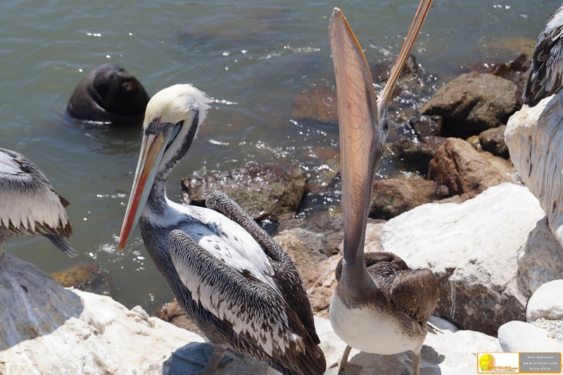 Fotografía 9 de Lago Chungarí en Arica, Arica Y Parinacota