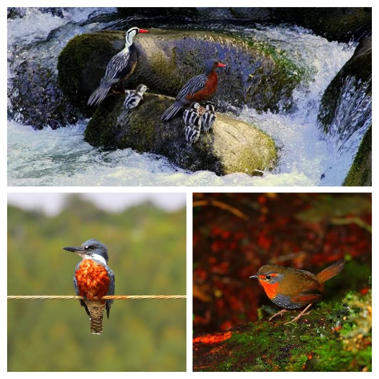 Fotografía 19 de Trekking en la Araucania en Pucon, Araucania