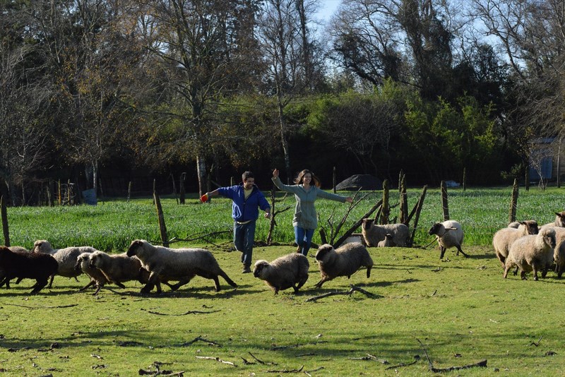 Fotografía 7 de Camping y Cabañas Montecarlo - Lanco Valdivia en Lanco, Los Rios