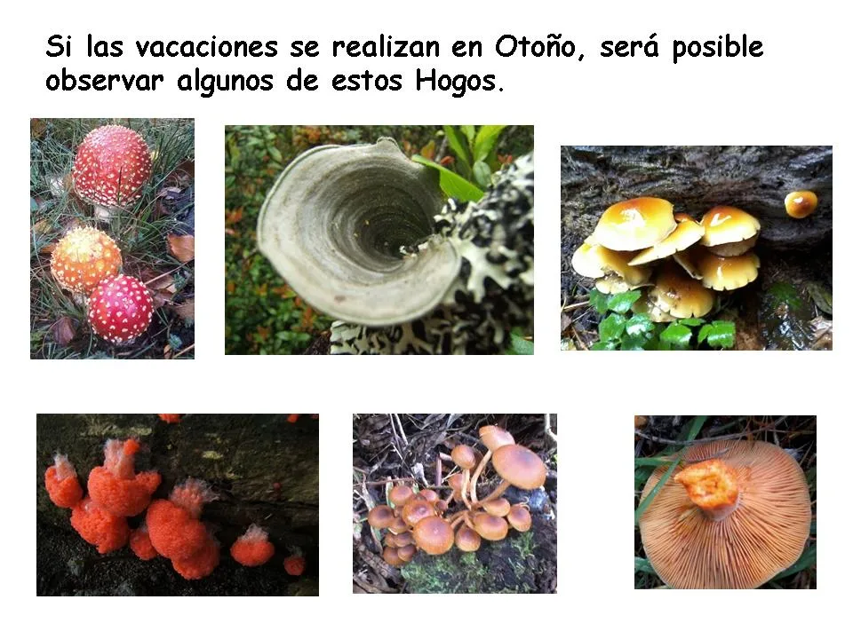 Fotografía 5 de Vacaciones Adulto Mayor en Puerto Octay, Los Lagos