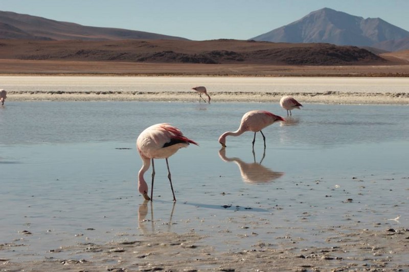 Fotografía 13 de San Pedro de Atacama en San Pedro De Atacama, Antofagasta