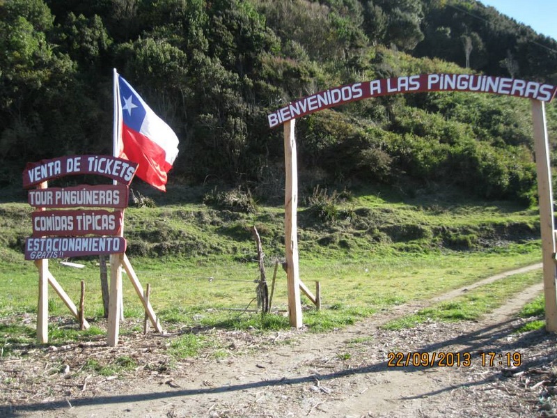 Fotografía 3 de Excursiones Pinguineras Chiloí en Ancud, Los Lagos