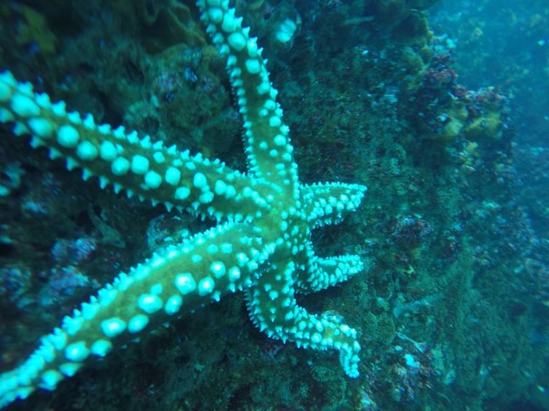 Fotografía 13 de Escuela de Buceo Pleamarsub Tongoy Coquimbo en Coquimbo, Coquimbo