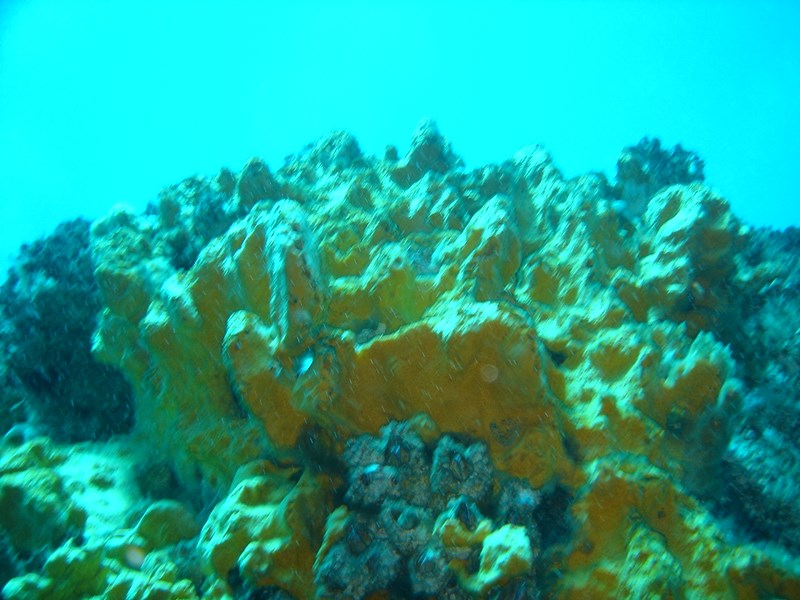 Fotografía 4 de Escuela de Buceo Pleamarsub Tongoy Coquimbo en Coquimbo, Coquimbo