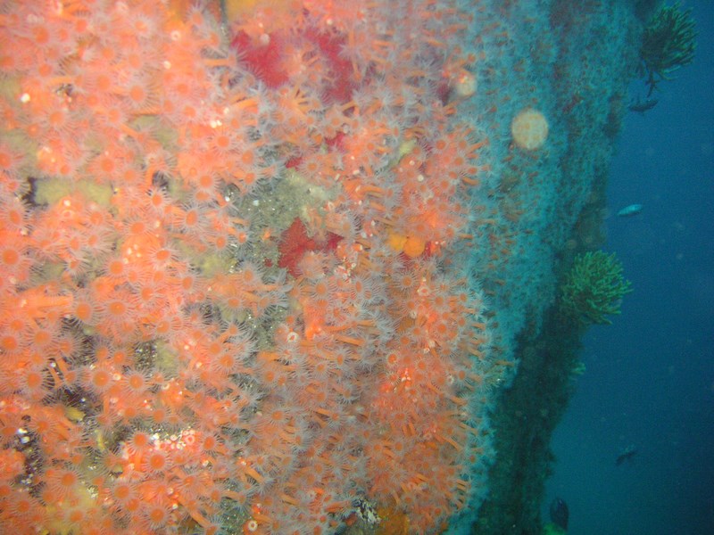 Fotografía 5 de Escuela de Buceo Pleamarsub Tongoy Coquimbo en Coquimbo, Coquimbo