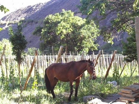 Fotografía 12 de Alojamiento Rural en Alto del Carmen en Alto Del Carmen, Atacama