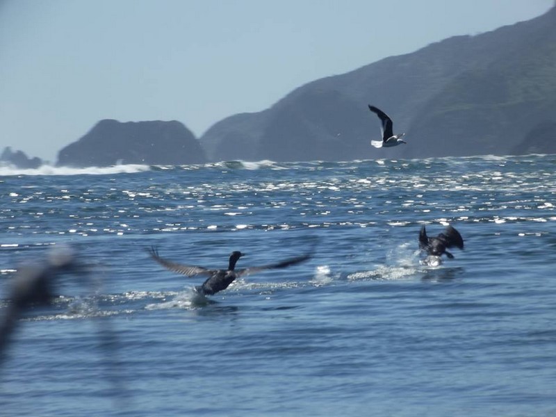 Fotografía 4 de Navega por las Rutas del Caleuche en Ancud, Los Lagos