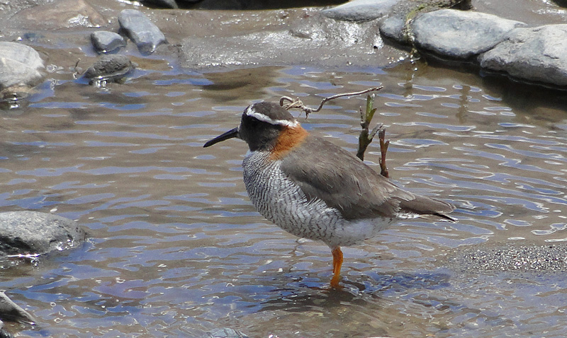 Fotografía 2 de Birdwatching Chile en Viña Del Mar, Valparaiso