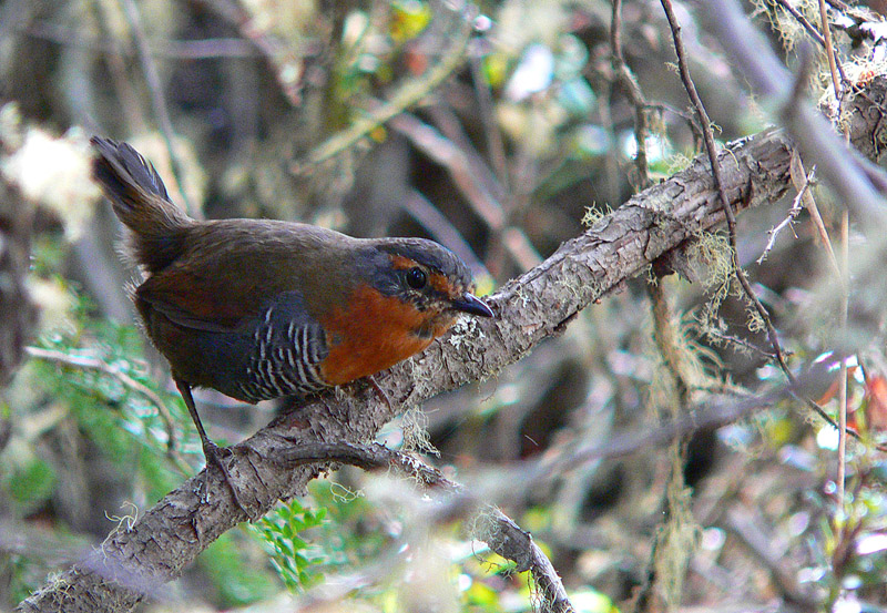 Fotografía 3 de Birdwatching Chile en Viña Del Mar, Valparaiso