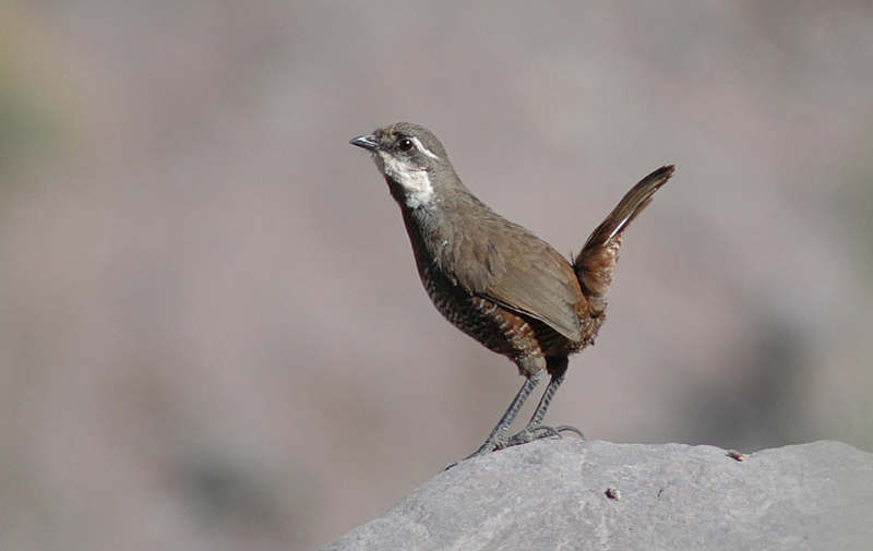 Fotografía 5 de Birdwatching Chile en Viña Del Mar, Valparaiso
