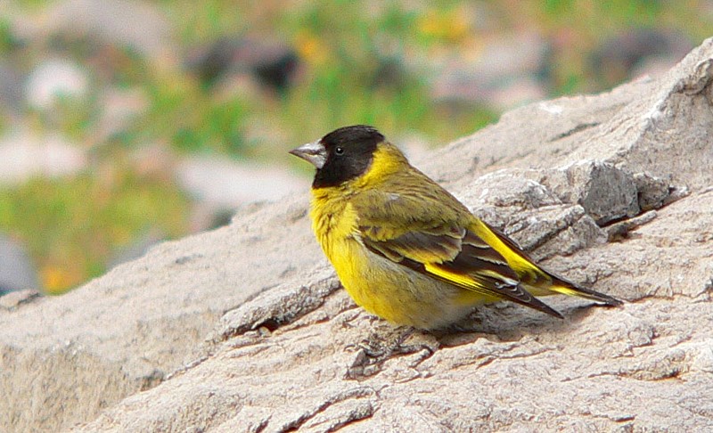 Fotografía 6 de Birdwatching Chile en Viña Del Mar, Valparaiso