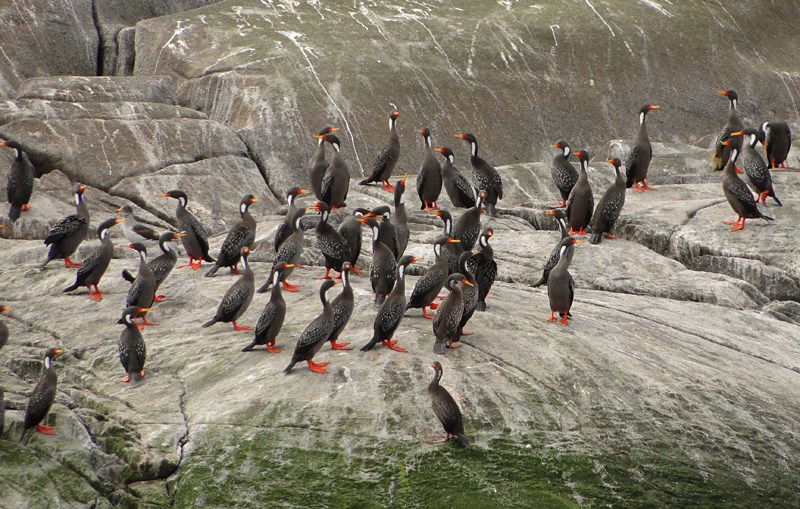 Fotografía 3 de Patagonia Fjord Expeditions en HUAILAHUE, Los Lagos