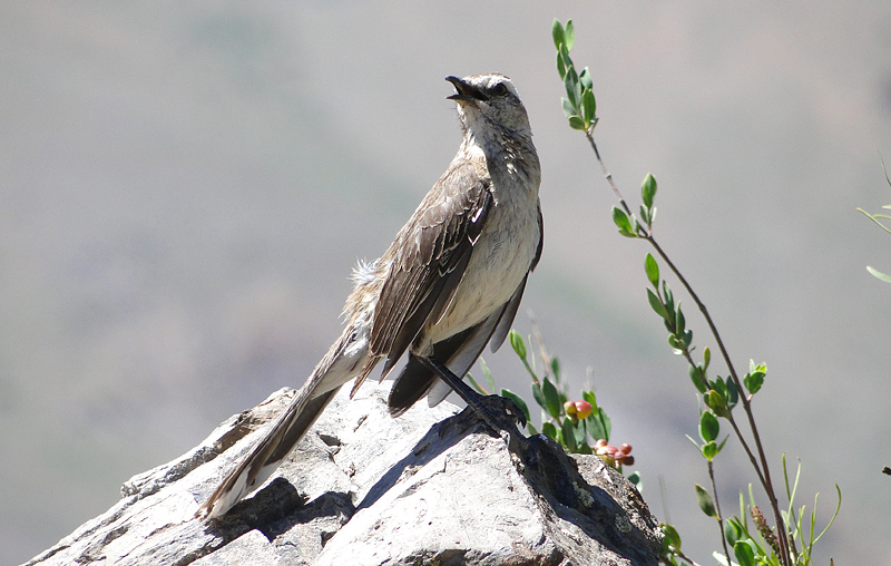 Fotografía 7 de Observación de Aves / Birdwatching en Viña Del Mar, Valparaiso