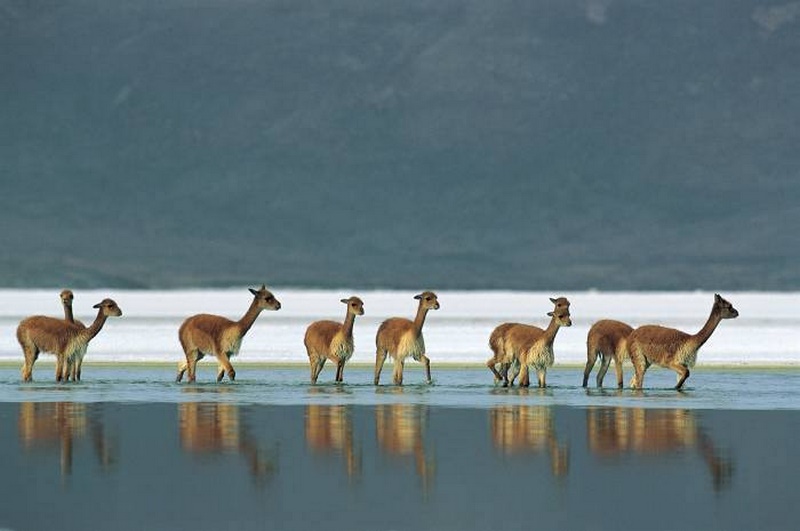 Fotografía 18 de Programas de Turismo en Arica y el Altiplano Chileno en Arica, Arica Y Parinacota
