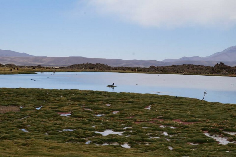 Fotografía 6 de Programas de Turismo en Arica y el Altiplano Chileno en Arica, Arica Y Parinacota